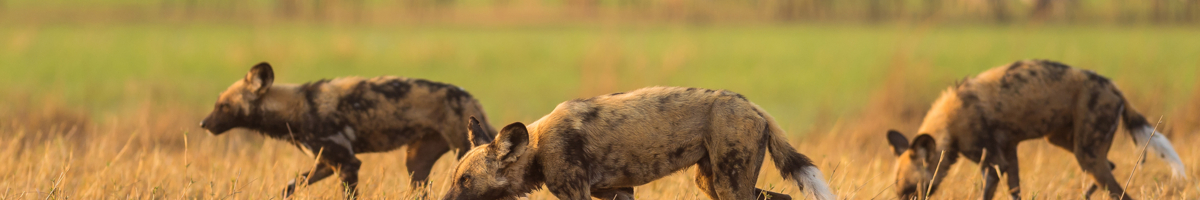 Web Machaba Safaris Secret Season Safari Drive Wild Dogs