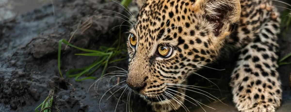 Machaba Camp Wildlife Sightings December 2025 Leopard Cub Drinking Water