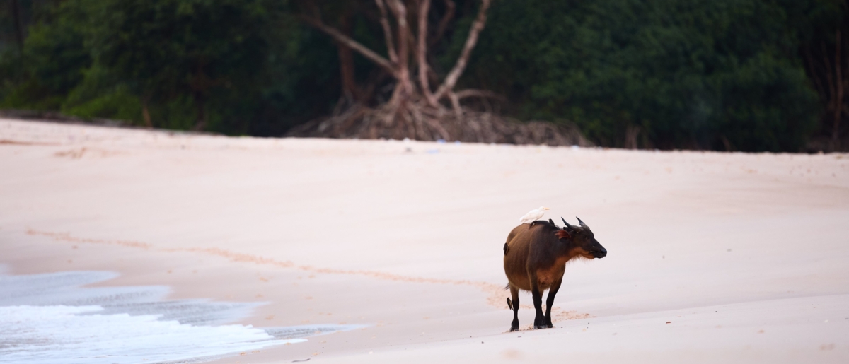 Your Home In The Wild Carousel Image Two