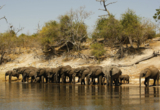 Web Machaba Botswana Ngoma Safari Lodge Elephants Drinking At River