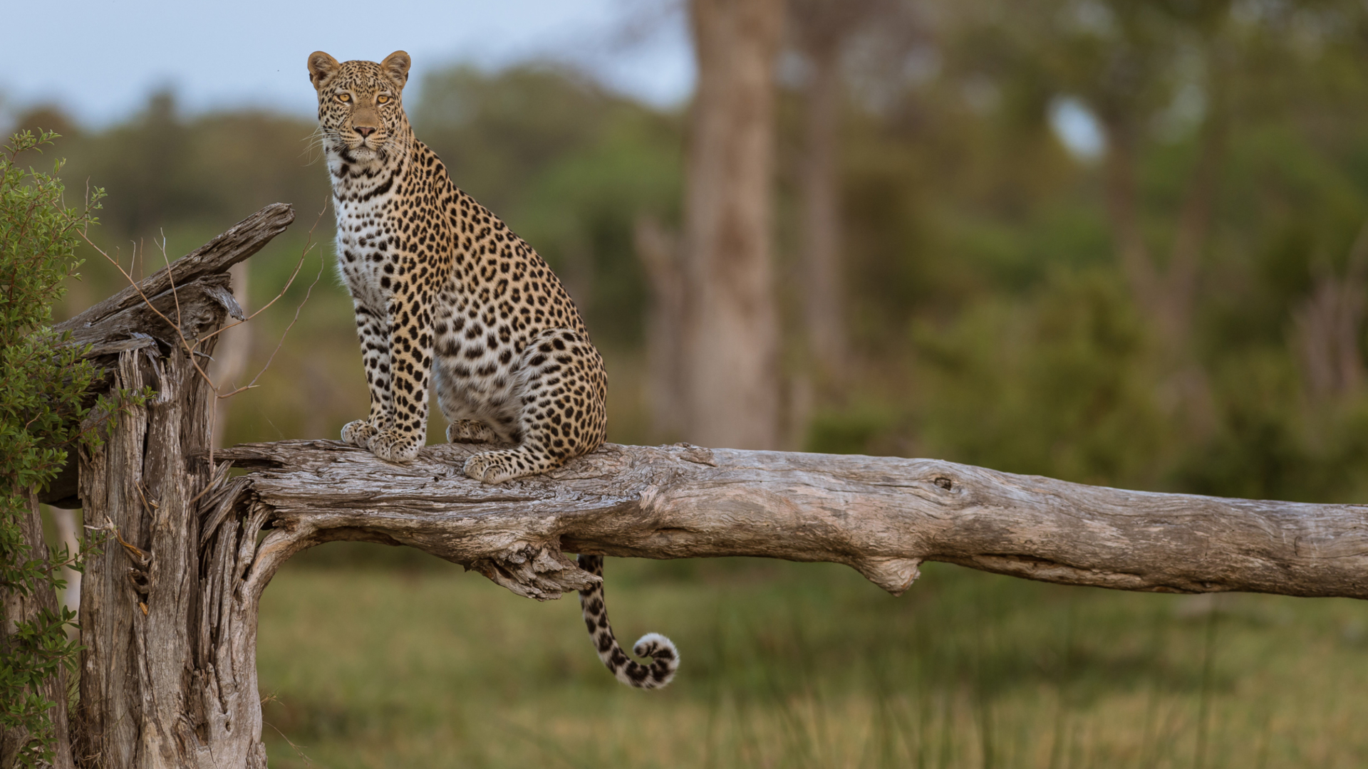 Machaba Zimbabwe Mana Pools Ingwe Pan Leopard Tree