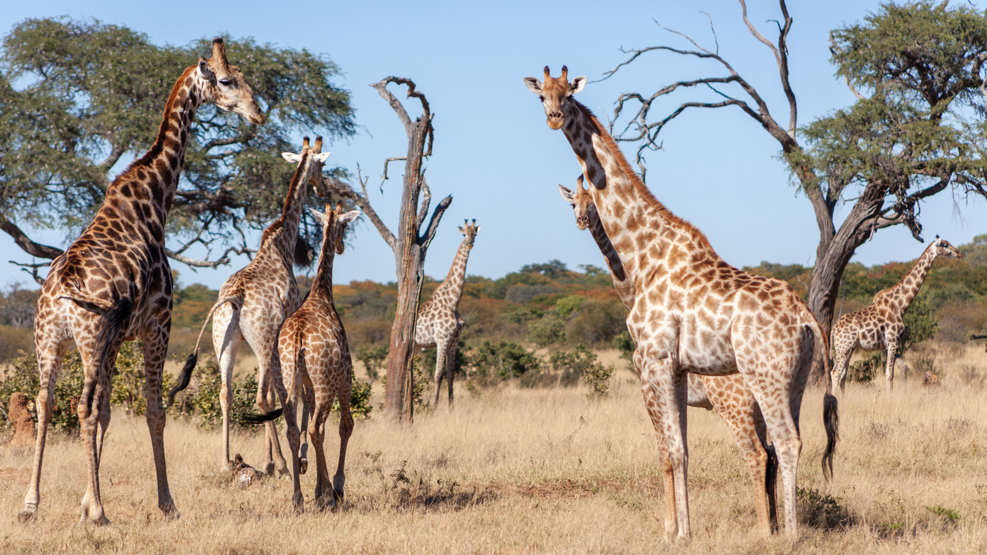Machaba Verneys Experience Safari Mvr 022