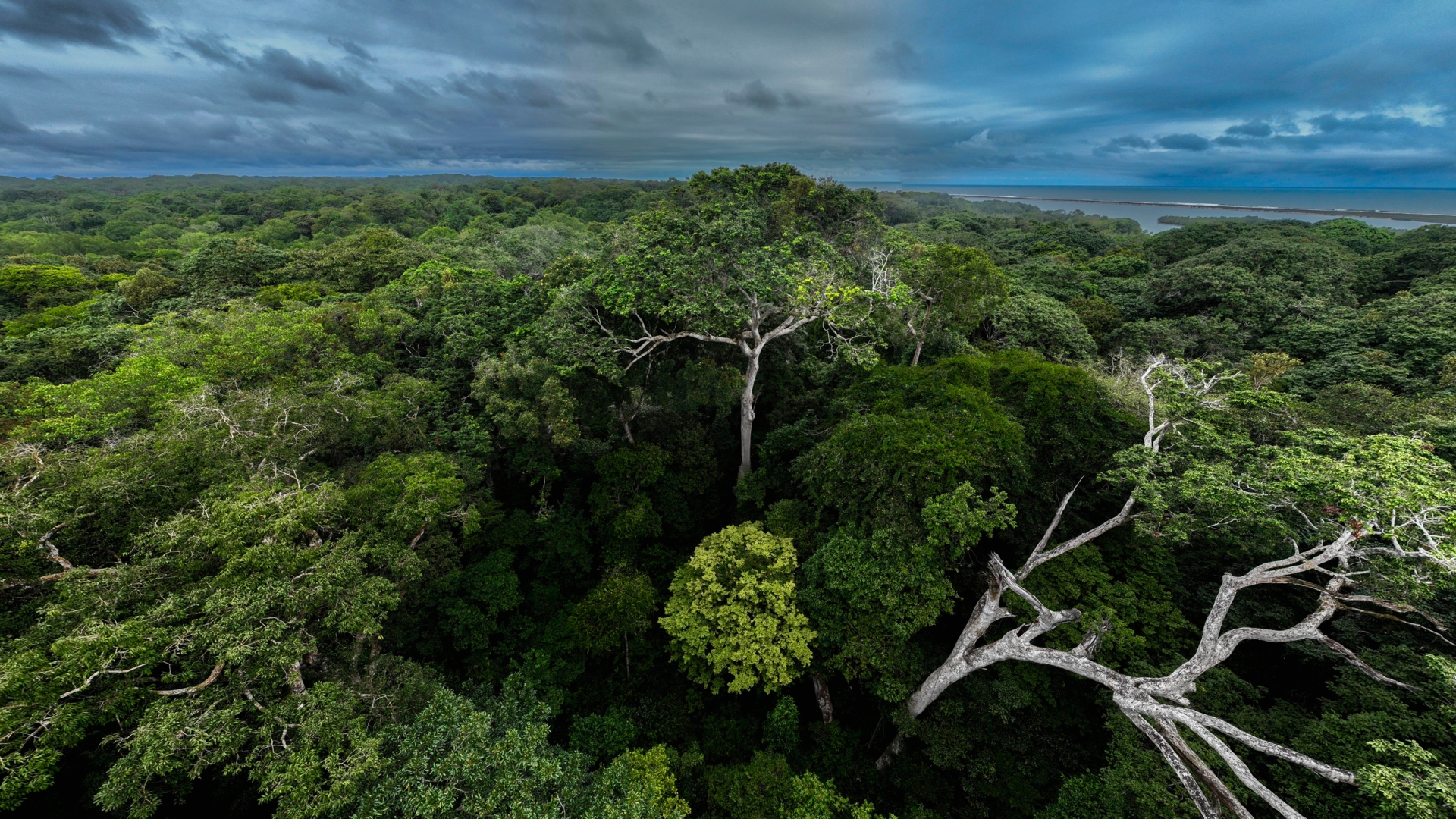 Machaba Wild Machaba Wild Landscape Forest Canopy