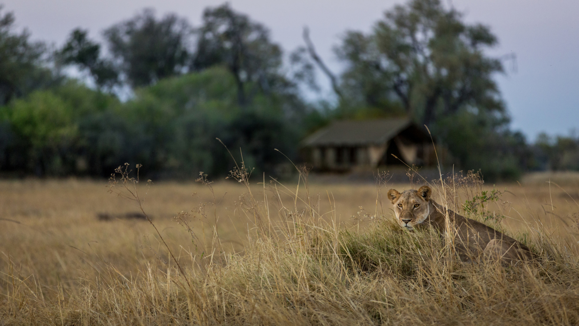 Machaba Safari Packages Romantic Package Bannerimage Lion Litlle Machaba