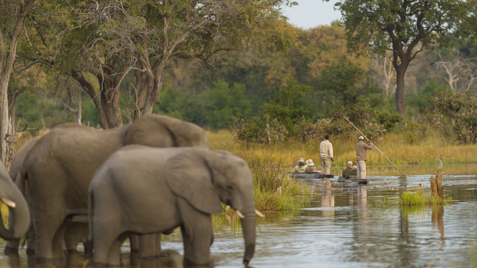 Machaba Web Activity Mokoro Elephants