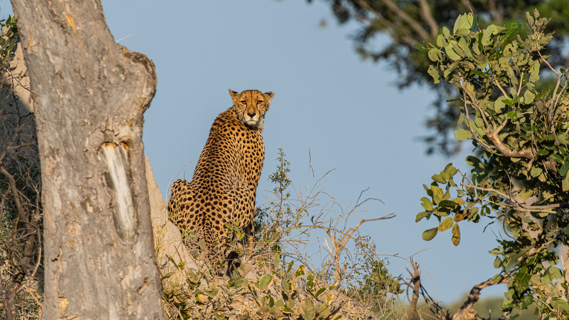 Machaba Web Packages Kiri Cheetah