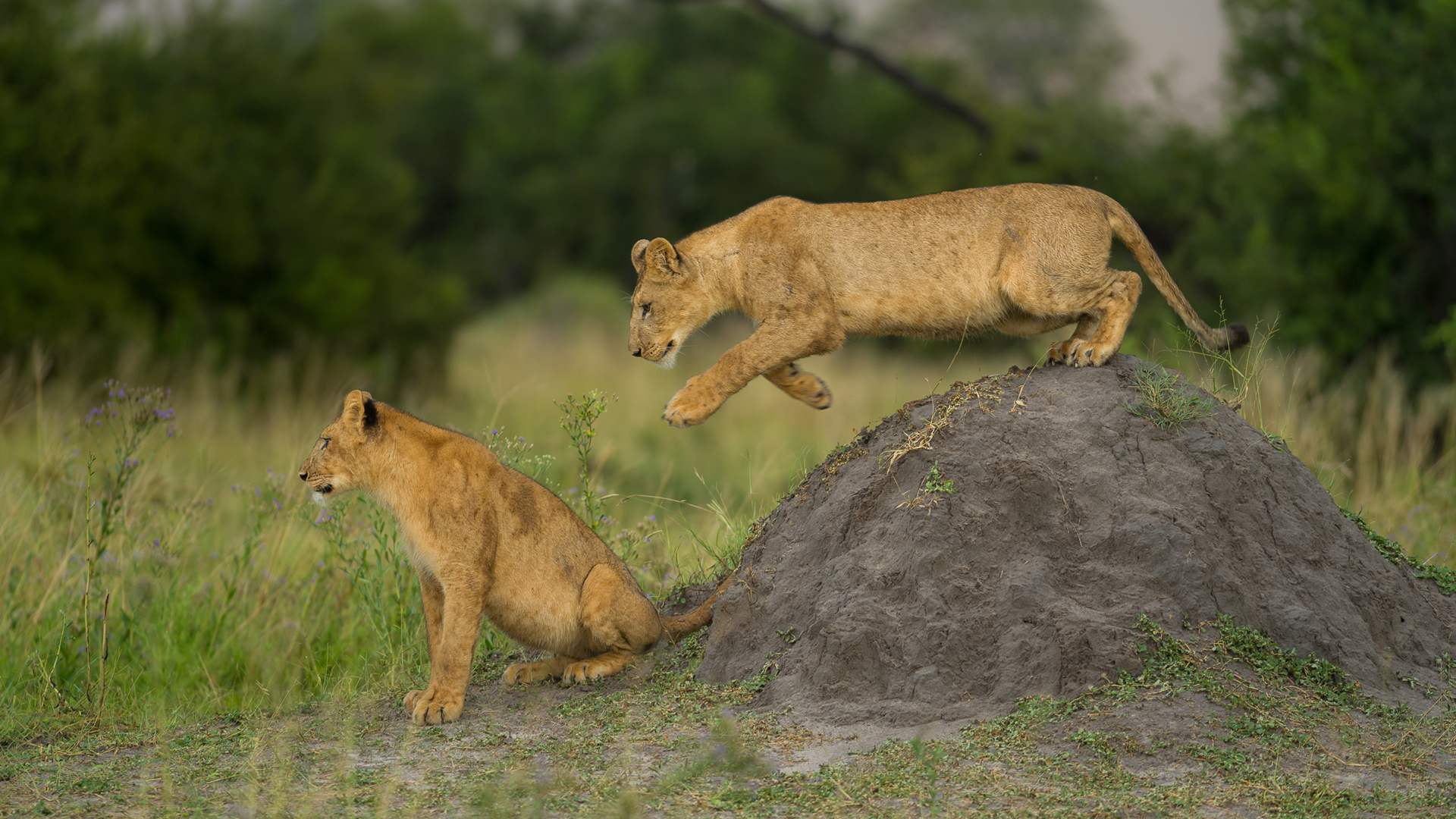 Web Machaba Safaris Secret Season Wildlife Lion Cubs At Play