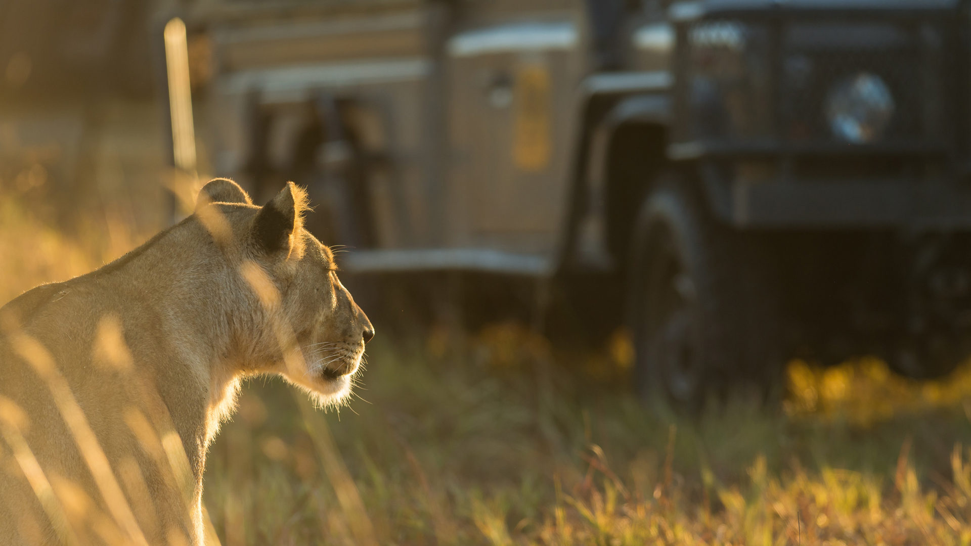 Machaba Web Safari Experience Lionness