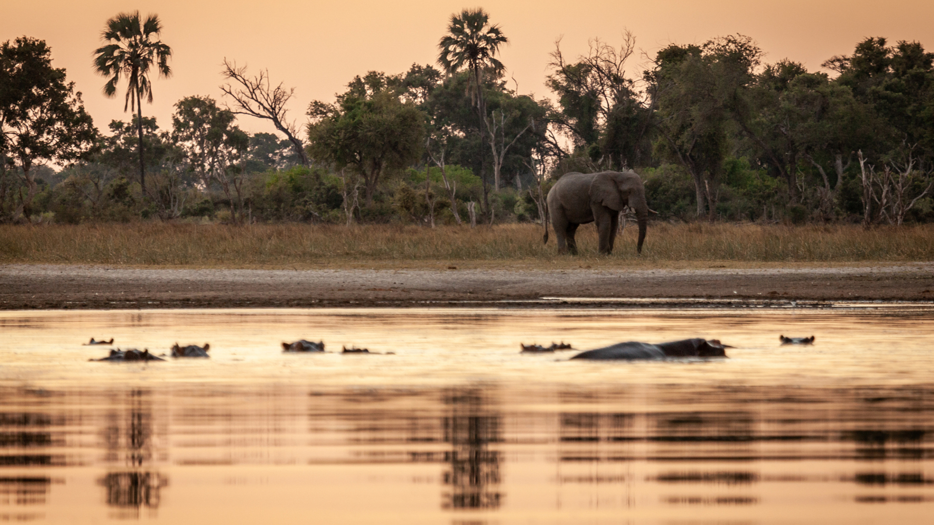 Machaba Safari Packages Classic Botswana Package Bannerimage Elephant Hippo