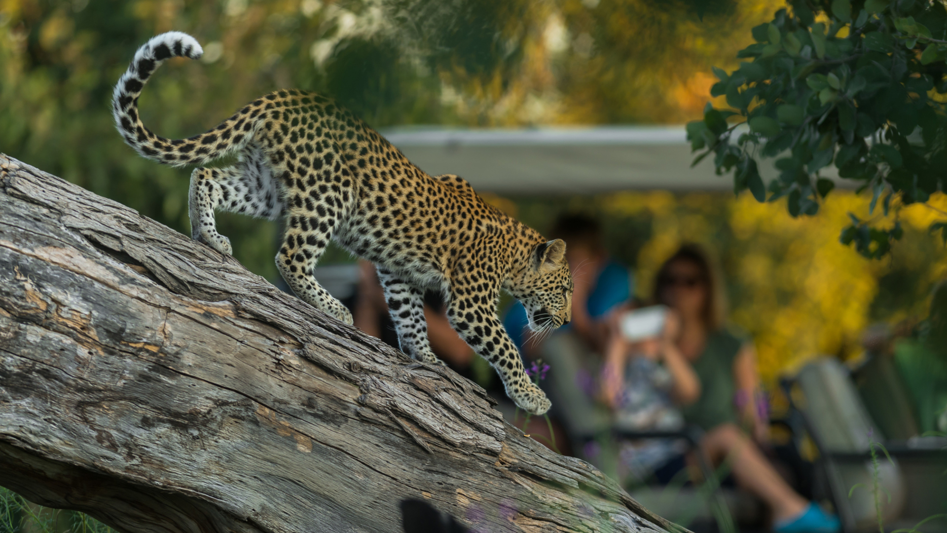 Machaba Botswana Okavango Delta Leopard Tree Down