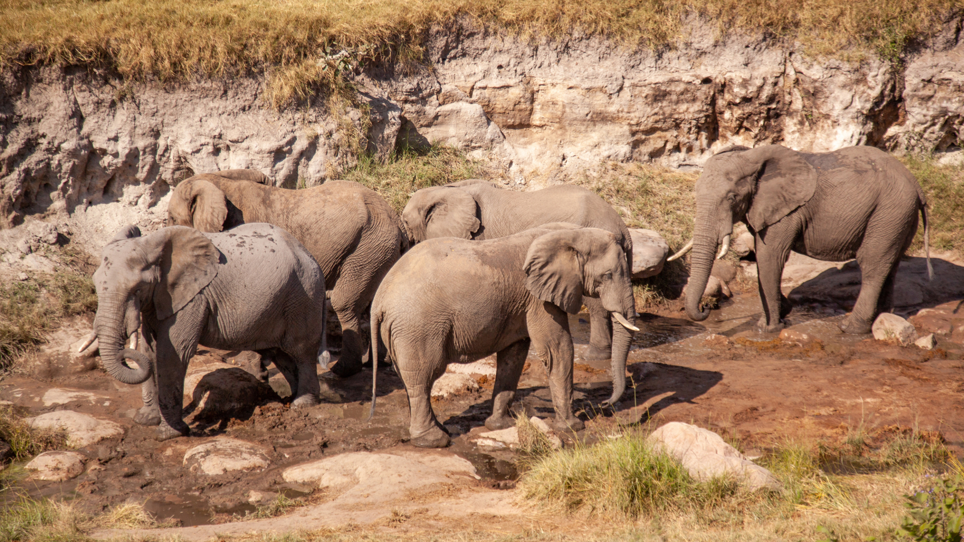 Machaba Safari Packages Classic Hwange Package Bannerimage Elephants