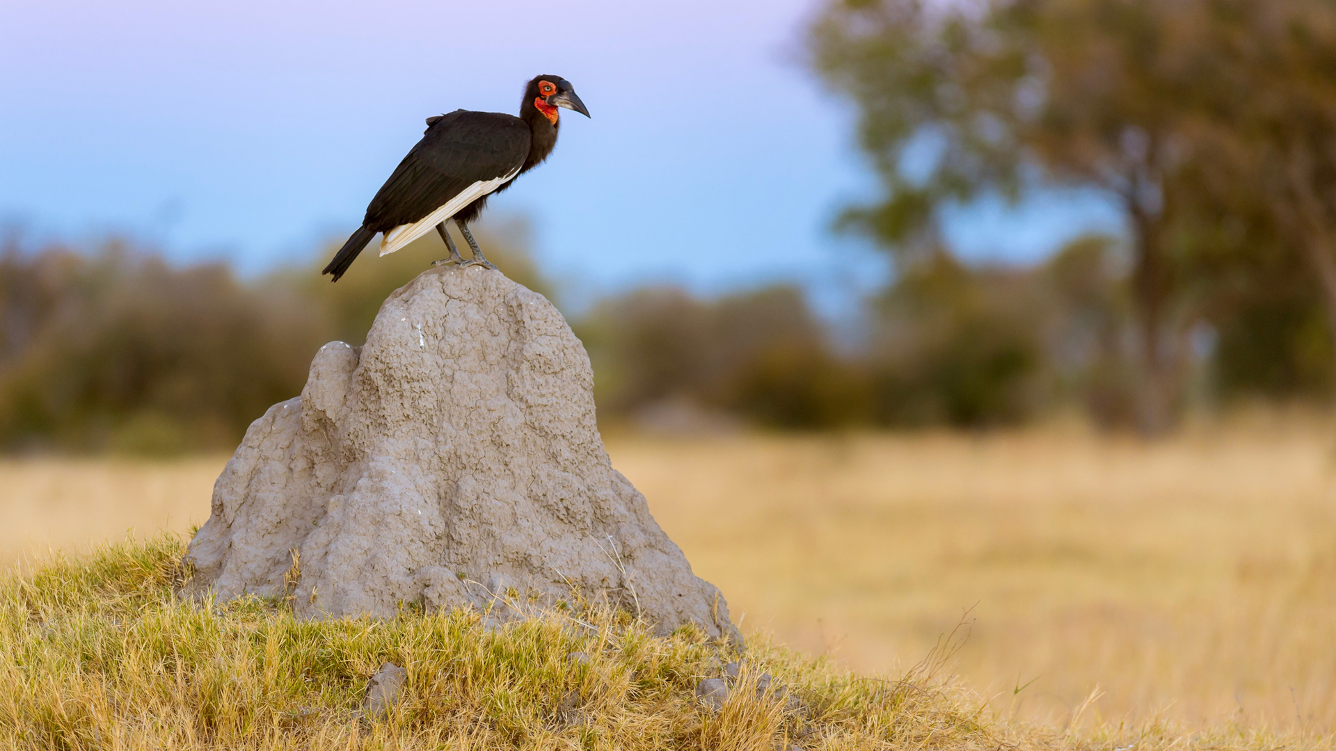 Machaba Web Activity Birding Ground Hornbill
