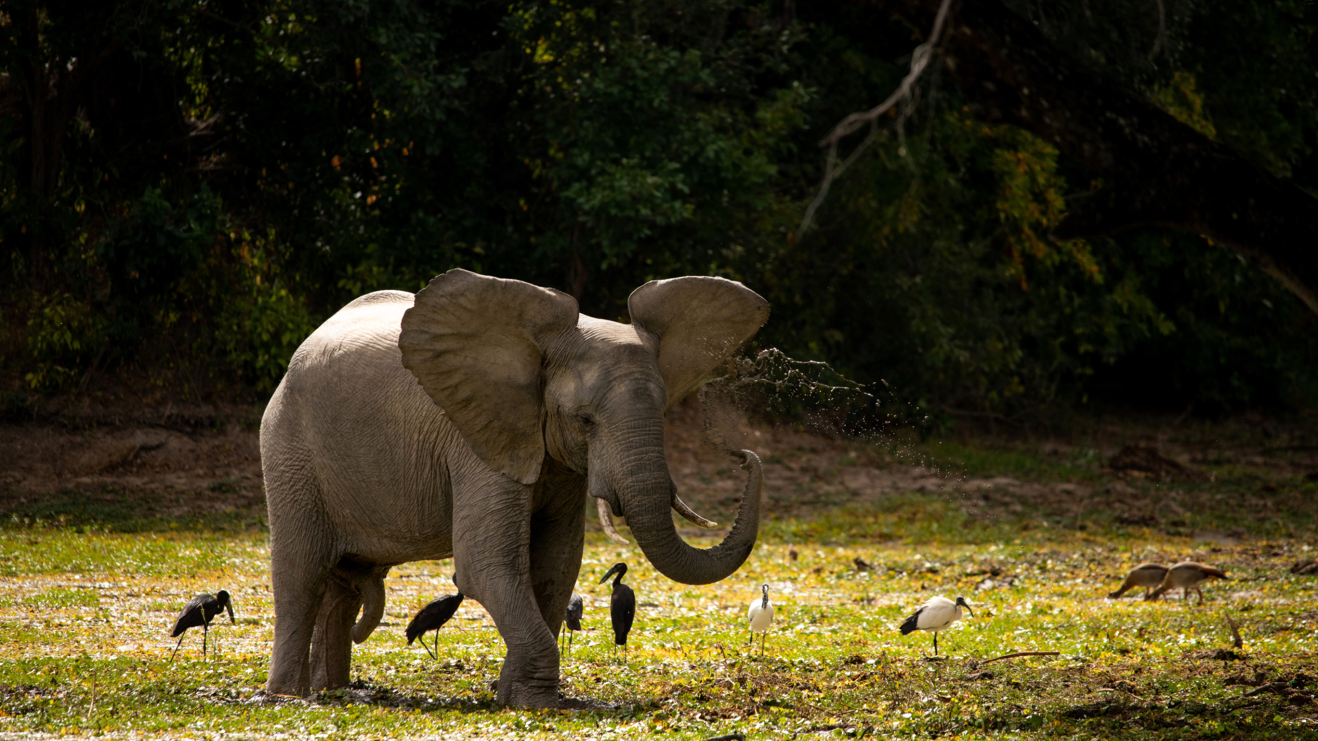 Machaba Zimbabwe Mana Pools Elephant Water