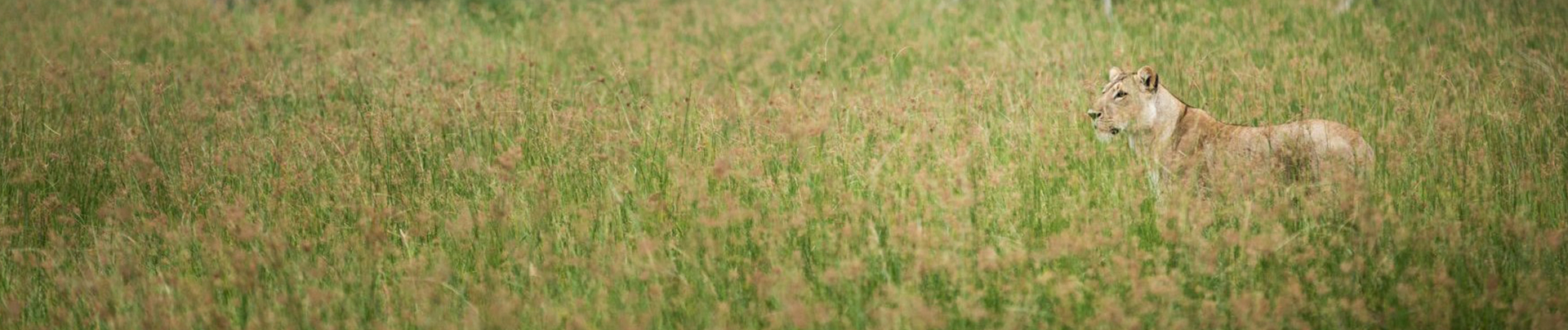 Botswana   Okavango Delta   Gomoti Camp   Oct 2021 Wildlife Sightings   Lioness Banner