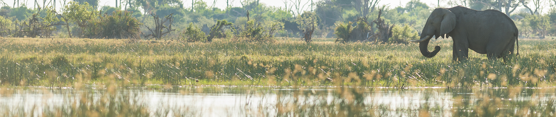 Machaba Safaris   Botswana  Okavango Delta   Gomoti Plains   Wildlife Sightings Report   April 2023   Elephant