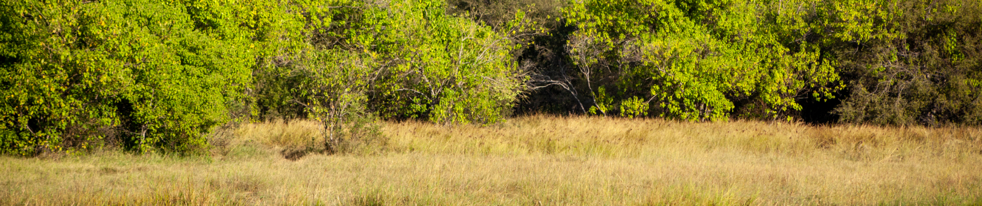 Travel And Visa Banner