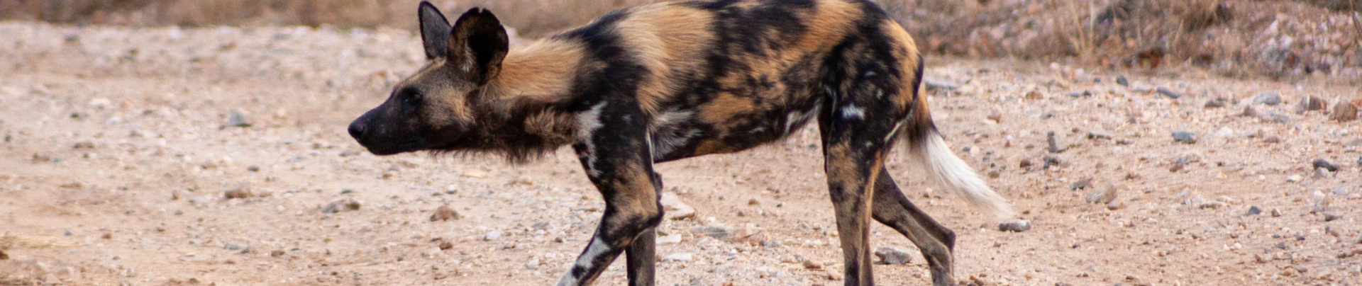 Zimbabwe Verneys Camp Wild Dog Sightings