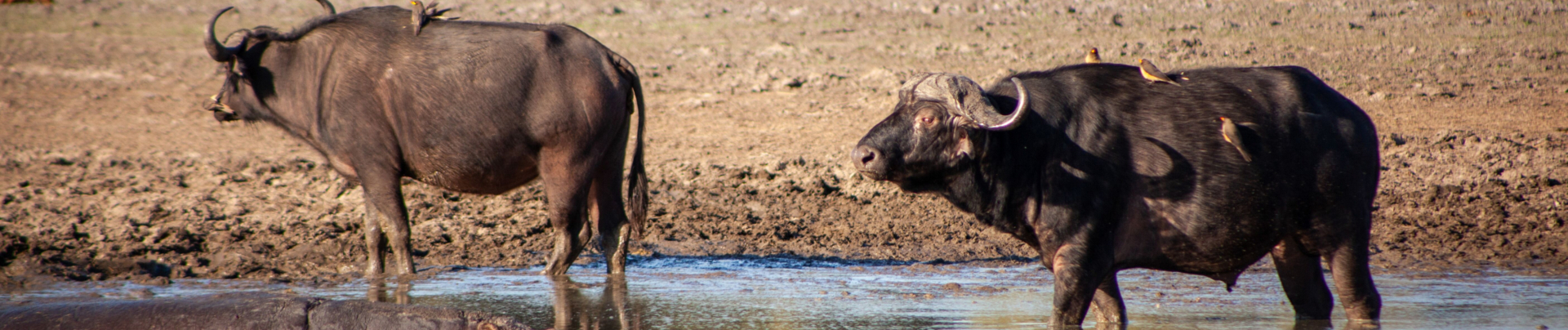 Machaba Botswana Okavango Delta Gomoti Plains Buffaloes Sightings