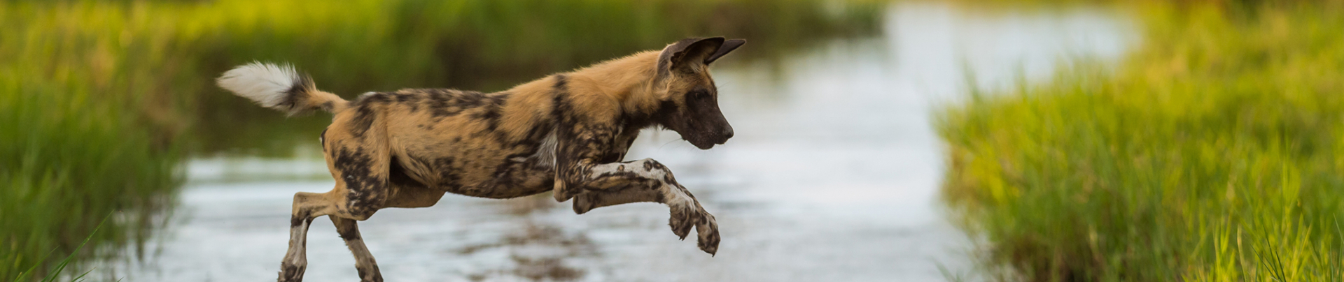 Botswana   Okavango Delta   Machaba Camp   Wildlife Stories   Feb 2022    Wild Dog   Banner