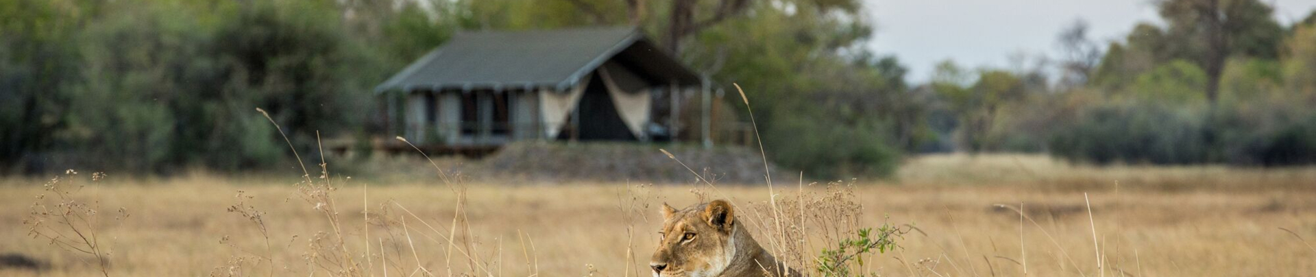 Machaba Botswana Okavango Delta Little Machaba Camp Lion Sightings