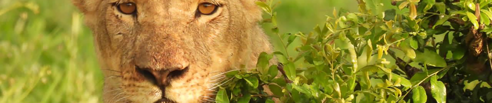 Zimbabwe Hwange National Park Deteema Springs Camp Wildlife Sightings December 2020 Female Lion Close Up Bush