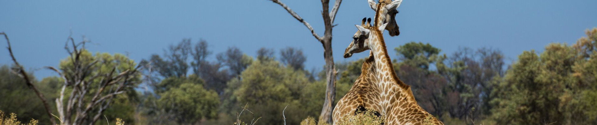 Botswana Chobe Ngoma Safari Lodge Giraffes Sightings