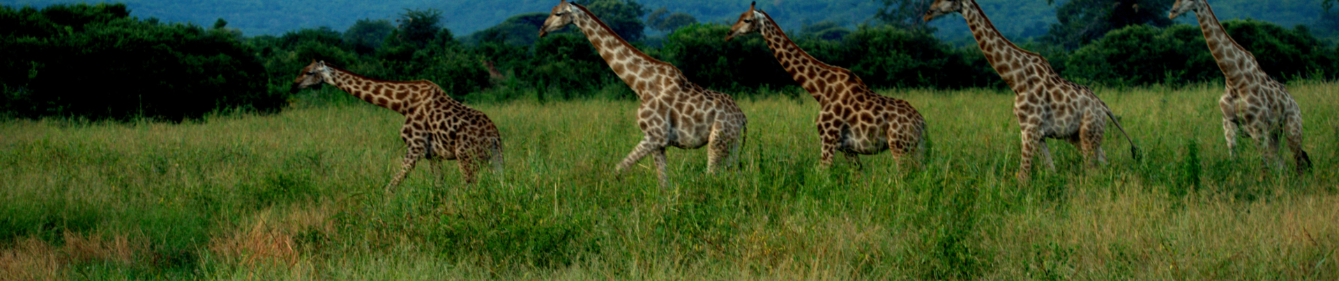 Machaba Deteema Springs Wildlife Sightings April Banner