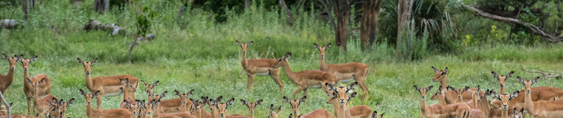 Machaba Botswana Okavango Delta Gomoti Plains Impala Sightings