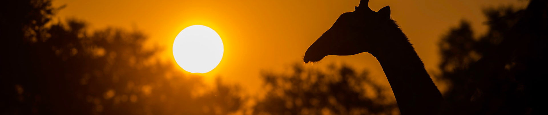 Botswana Okavango Delta Machaba Camp Sightings July 2021 Banner