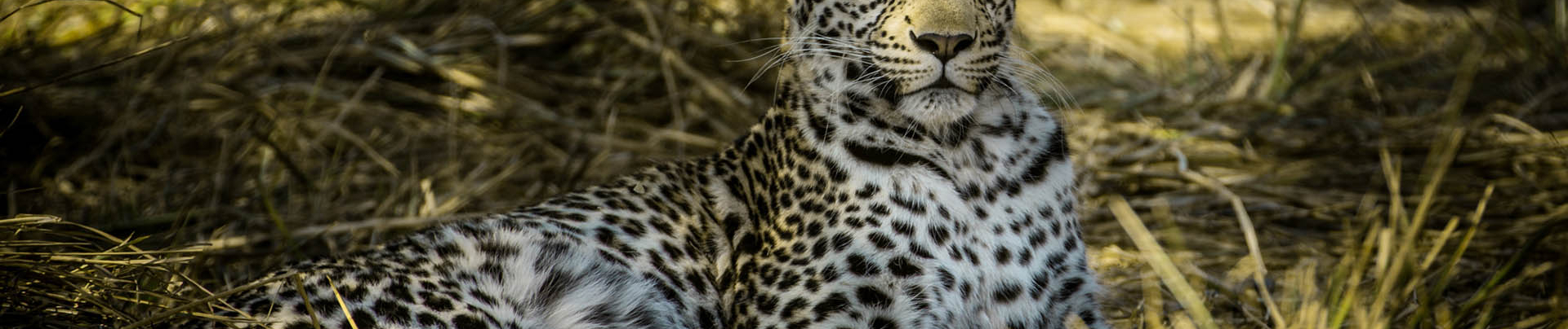 Botswana Okavango Delta Gomoti Camp Sightings May 2021 Leopard Female
