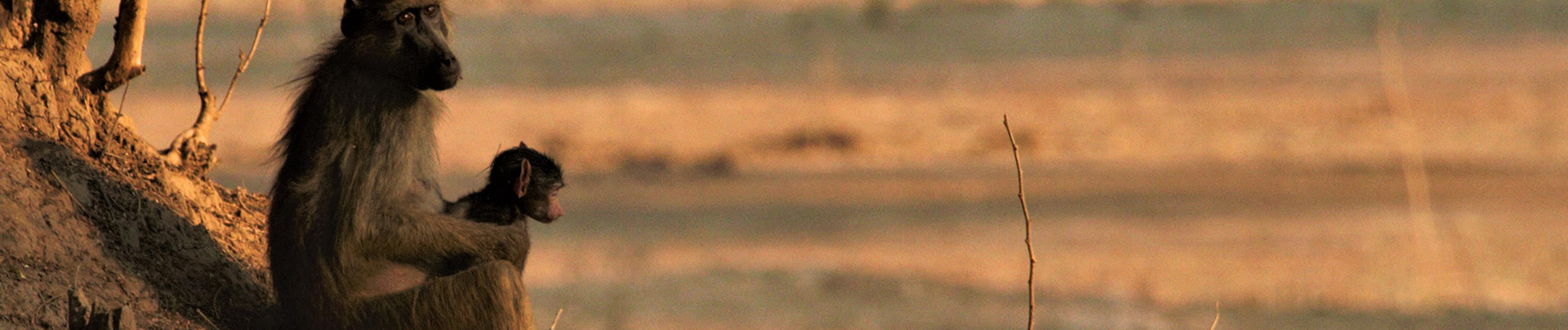 Zimbabwe Mana Pools Ingwe Pan Sightings July 2021  Wildlife