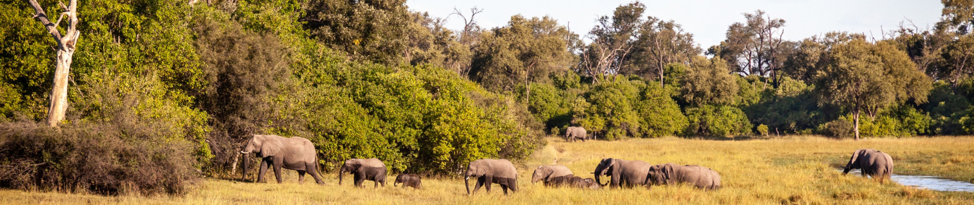 Machaba Botswana Okavango Delta Little Machaba Camp Elephants Sightings