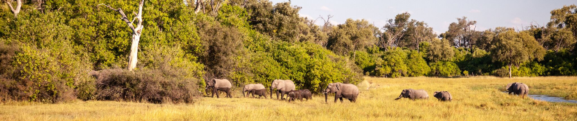 Botswana Okavango Delta Machaba Camp Elephant Sightings