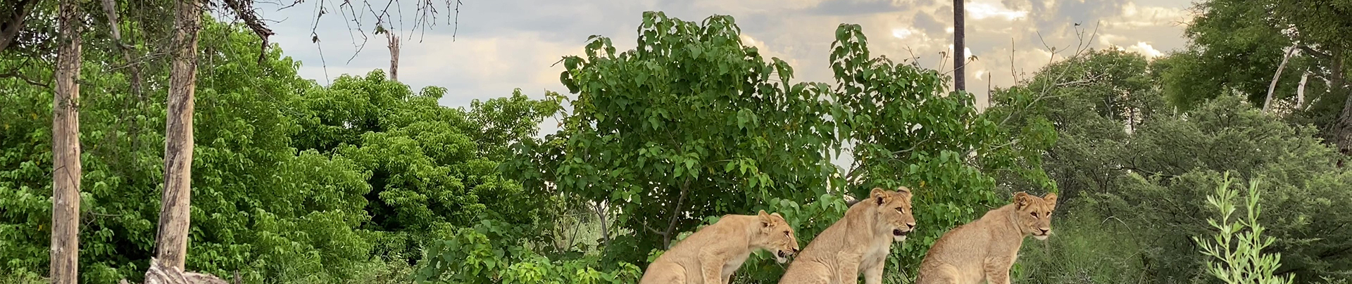 Machaba Botswana On Safari Nala Young Lions