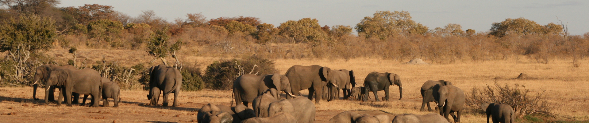 Machaba Safaris Zimbabwe Verneys Camp Wildlife Stories July 2022 Banner Elephants