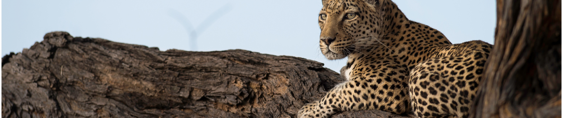 Machaba Camp Botswana Okavango Delta Little Machaba Camp Leopard Sightings September 2019
