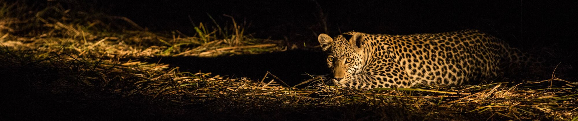 Machaba Botswana Okavango Delta Leopard Sightings 2017 March