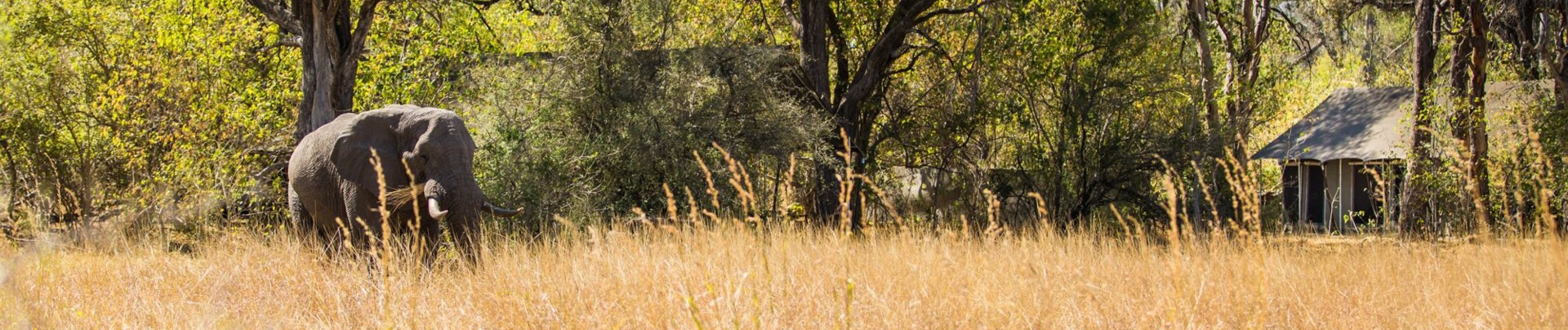 Botswana Machaba Camp Elephants Banner