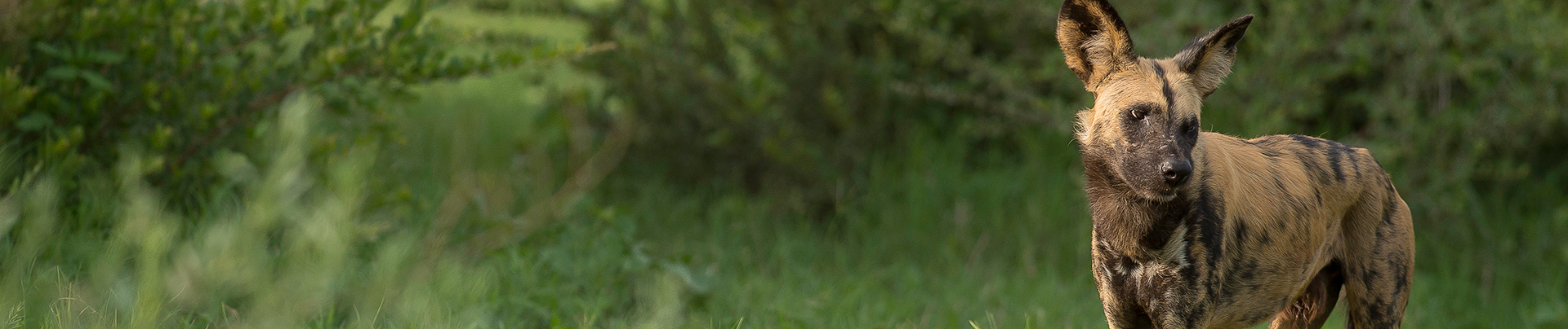 Botswana   Okavango Delta   Machaba Camp   Wildlife Sightings   Shaun Malan   Wilddog