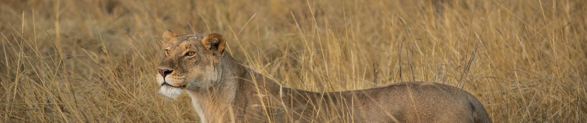 Machaba Botswana Okavango Delta Lion Sightings