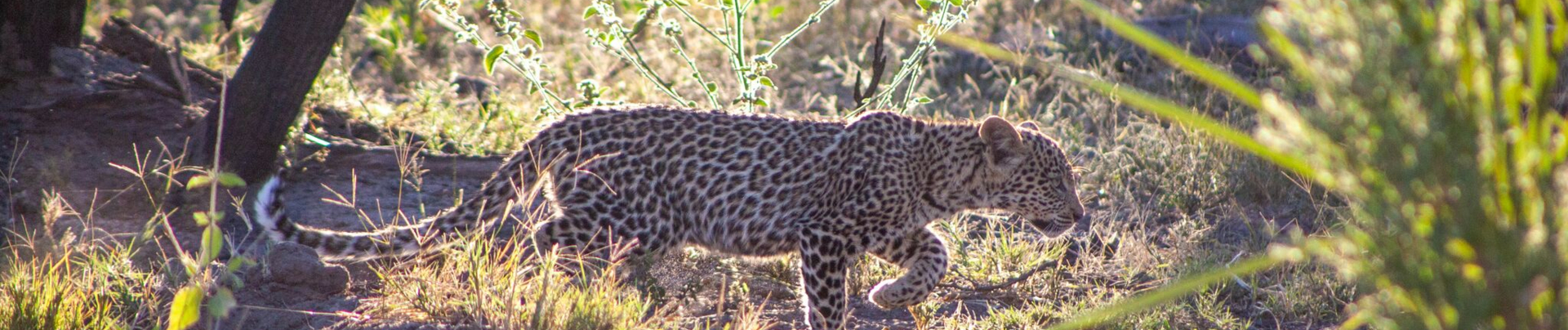 Machaba Botswana Okavango Delta Little Machaba Camp Leopard Sightings