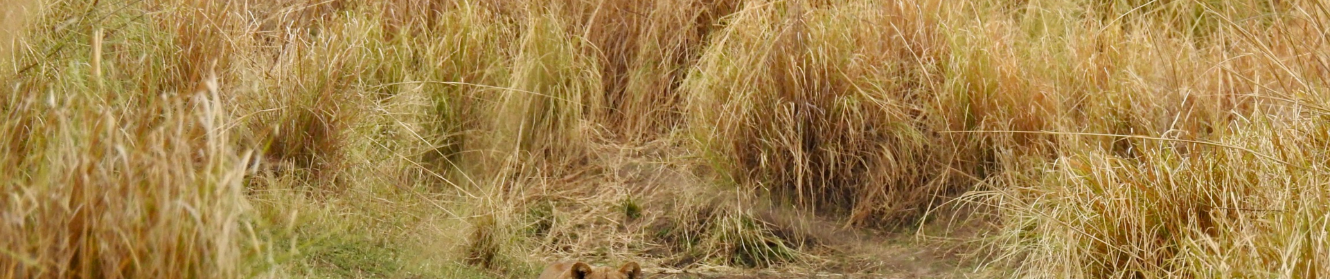Zimbabwe Mana Pools Ingwe Pan August 2020 Lion Cub Banner