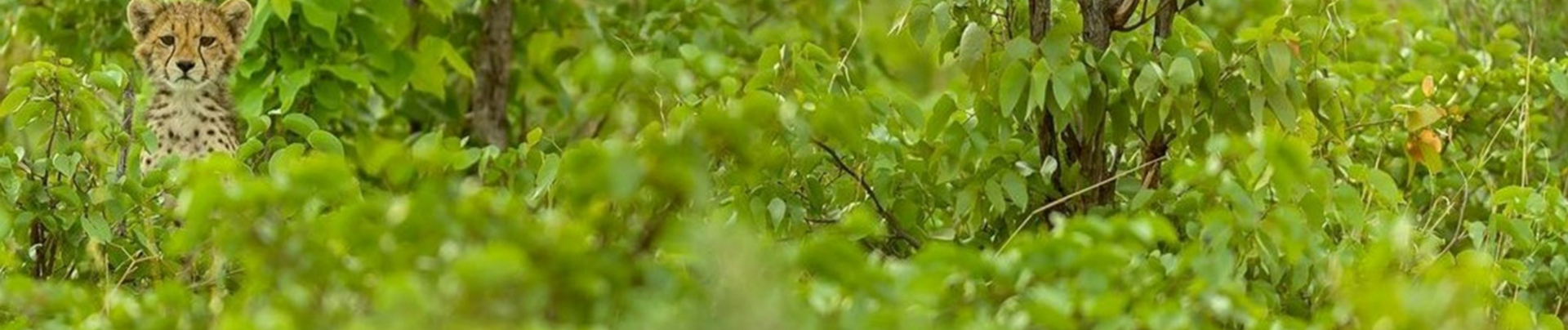 Machaba Safaris   Botswana   Okavango   Shaun Malan   Cheetah Cub12