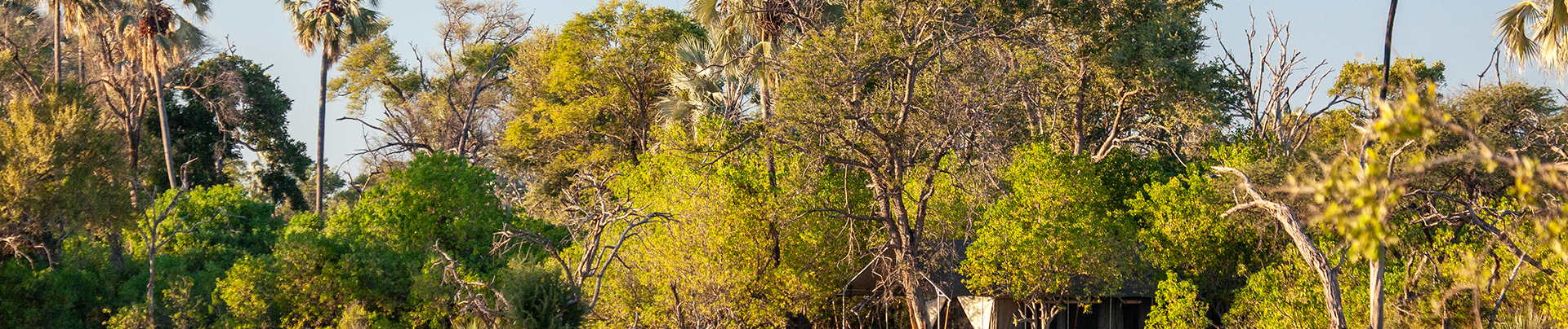 Botswana Okavango Delta Gomoti Plains Camp October Sightings 2020 Banner Image