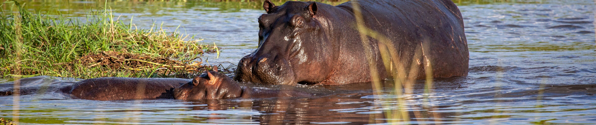 Machaba Botswana Okavango Delta Little Machaba Camp Hippos Sightings