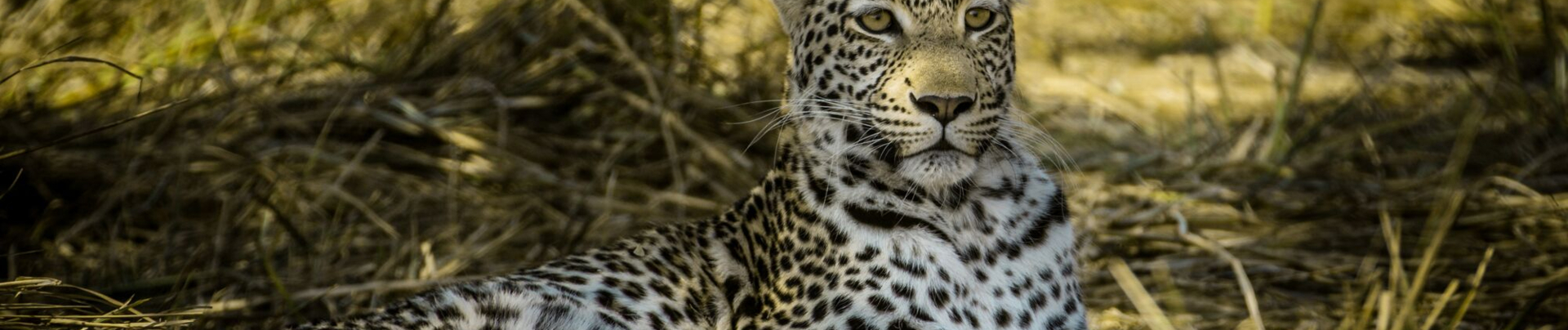Botswana Okavango Delta Machaba Camp Leopard Sightings