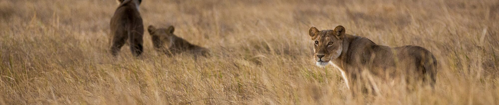 Machaba Botswana Okavango Delta Lions Sightings