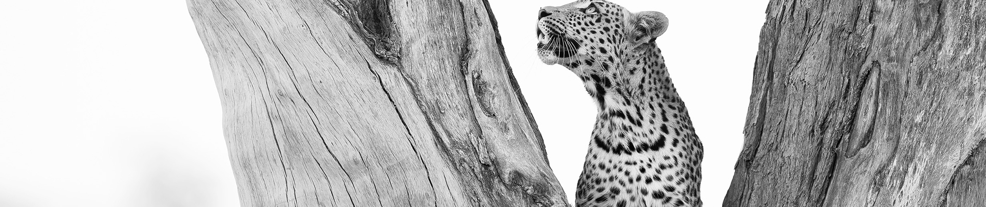 Botswana   Okavango Delta   Machaba Camp   August Sightings 2021    Leopard In Tree