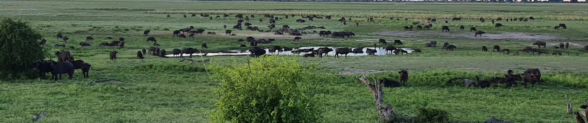 Machaba Botswana Chobe Ngoma Sighting January 2020 Buffalo Banner