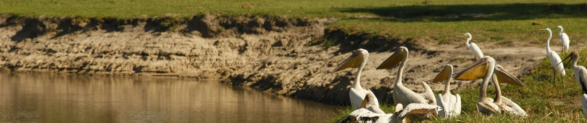 Machaba Botswana Okavango Delta Little Machaba Camp Birds Sightings